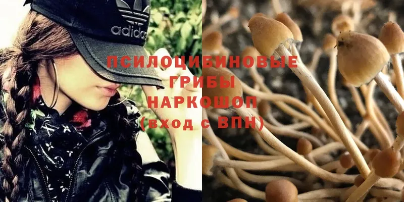 Галлюциногенные грибы Psilocybine cubensis  Комсомольск-на-Амуре 